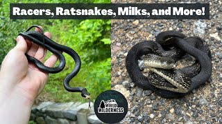 Western Maryland Snake Hunting Milksnakes Ratsnakes Copperheads and More [upl. by Sayres525]