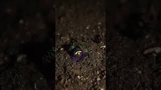 Ocean Life 20231106 Bobtail squid hiding from the cameras [upl. by Boothman]