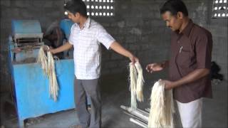 Banana Fibre Extraction [upl. by Harraf]