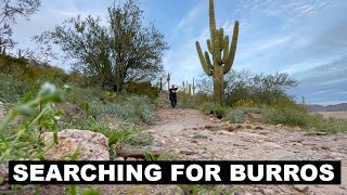 Searching For Wild Burros In The Desert  Lake Pleasant Trails  Arizona Outdoors [upl. by Nolat]