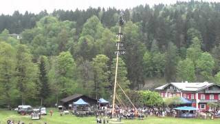 Maibaum aufstellen in der Schönau am Königssee Cafe Waldstein am 01052011 [upl. by Rehpatsirhc]