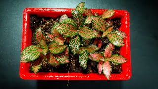 Fittonia Plant  Potting Mix For Fittonia Plant  Fittonia Repotting amp Its Care [upl. by Niram236]