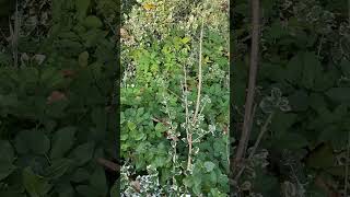 Бруслина Форчуна  Euonymus fortunei  вічнозелений красень для вашого саду nature floweringplant [upl. by Silvio690]