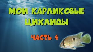 Мои карликовые цихлиды часть 4 Акара Марони [upl. by Ezmeralda]