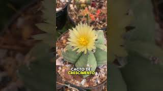 cactosbrasil plantas suculentas cactus cactus flores cactoseplantassuculentas cactos jardim [upl. by Anelad]