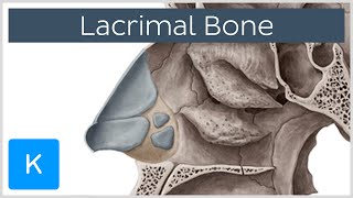 Lacrimal bone  Location amp Structure  Human Anatomy  Kenhub [upl. by Tamar]