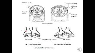 lecture 8 Medical Helminthology Phylum Nematoda [upl. by Mok357]