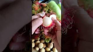 rambutan fruit [upl. by Emmeram]