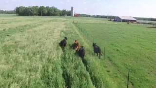 Herding Cattle With a Drone [upl. by Citarella]