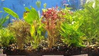 New Aquatic Plants at Boggs Aquatics [upl. by Ayekehs511]