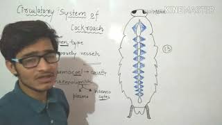 Circulatory system of Cockroach in detailMust watch [upl. by Nelubez]