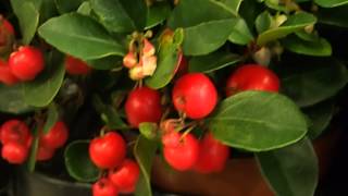 Gaultheria procumbens Big Berry [upl. by Kile357]