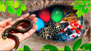 Colorful surprise eggs crayfish koi angelfish betta fish goldfish glofish tetra in th fishtank [upl. by Curley]