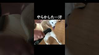 掃除機大好きな子犬の柴犬にやらかして怒られた😇😇 [upl. by Crosse]