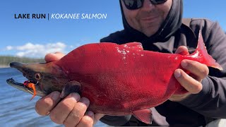 How to CATCH KOKANEE SALMON from Shore Lake Fishing [upl. by Madonna]