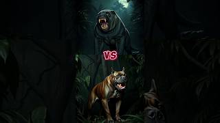 Kumaon Mastiff vs Presa👿😱 Canario Fight shorts trending [upl. by Aiel]