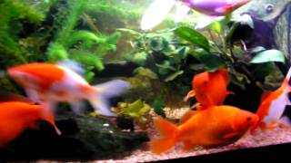 Goldfish super red amp sarasa comet Goldfische [upl. by Nakashima]