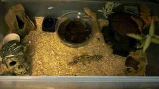 Leopard gecko care  cage setup info  breeding [upl. by Sihonn]