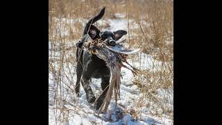 Western Upland Rush Steadying Your Dog and Its All About the Birds [upl. by Arrat]