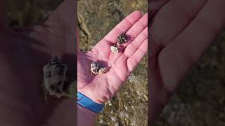 Hermit crabs on the beach of Sensatori Coral Sea sharmelsheikh Sensatori crab beach [upl. by York]