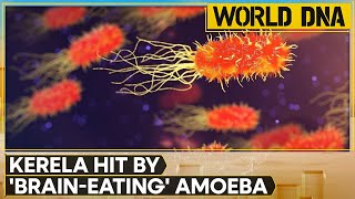 India Braineating amoeba kills 3 in Kerala  WION World DNA [upl. by Radu]