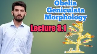 Structure of Obelia geniculata  Class Hydrozoa  Cnidaria  81  zoology lectures [upl. by Yrrehs]