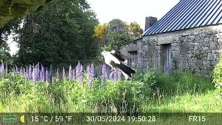 Pictures amp Videos GardePro A3 Trail Camera 3 of 10 FR15 Côtes dArmor Brittany France [upl. by Els393]