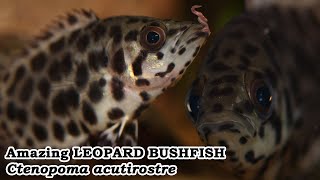 Amazing LEOPARD BUSHFISH Ctenopoma acutirostre [upl. by Lertnom31]