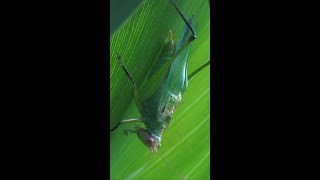 Katydid makes some noise [upl. by Hadeehuat]