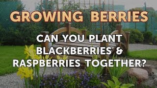 Can You Plant Blackberries amp Raspberries Together [upl. by Nappy]