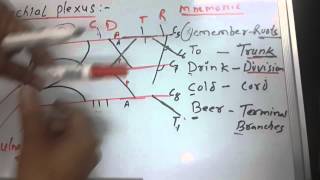 Brachial Plexus Mnemonics [upl. by Porcia]