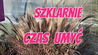 MYJEMY SZKLARNIE 🌱 WYSIEWY W PAŹDZIERNIKU DO SZKLARNI 🌱KWIATÓW I WARZYW [upl. by Alilak]