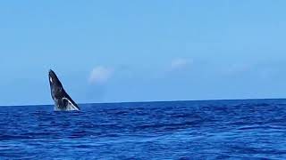 Humpback Whales Breaching jumping [upl. by Hogarth]