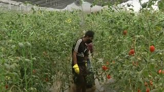 Israeli Agricultural Technology Helping Farmers in India [upl. by Ennovad967]