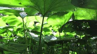 Growing Giant Petasites japonicus [upl. by Bergerac]