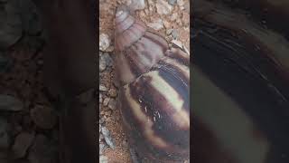 Snail maila slow moving real live snail [upl. by Kerianne]