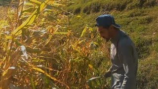 Maki ki kasht in Pakistan  how to grow cron in pakistan [upl. by Mensch991]