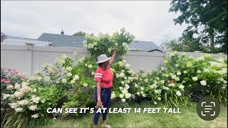 Trimming a 14ft Hydrangea 🪴🌸Tutorial 2024 [upl. by Embry]