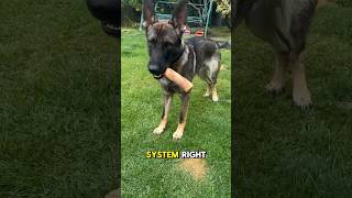 Why Your Dog Chews Sticks and Why You Should Care [upl. by Finstad53]