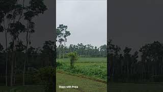 White heron short youtubeshort whitebird nature naturebirds [upl. by Robinetta]