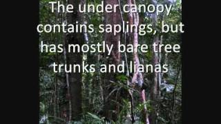 The Tropical Rainforest Biomewmv [upl. by Wells65]