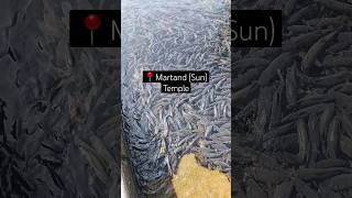 Martand Sun Temple in Kashmir 🛕 suntemple martand kashmir temple yt ytshorts shortsvideo [upl. by Corey]