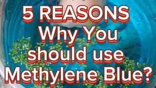 Why do Fish Keepers use Methylene Blue [upl. by Milburr]