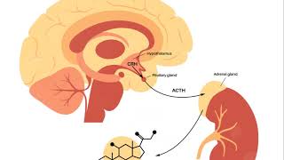 Basic introduction of hypothalamus pituitary axis USMLE Made Easy [upl. by Eirrot]