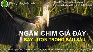 Gìa đẫy Java Bàu sấu  Leptoptilos javanicus loài chim có tên trong sách đỏ Việt Nam và Thế giới [upl. by Hurwitz]