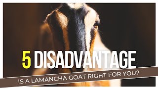 Lamancha Goat Disadvantages  Are They Right for You [upl. by Terle]