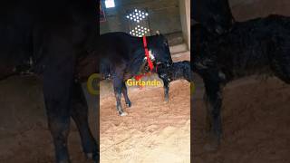 Girlando cow for sale jarsi hfcow hfcalf animals cow 25liter milk [upl. by Relyhs]