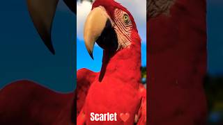 scarlet macaw macawparrot reels shorts viralvideo viralshorts youtubeshorts parrot explore [upl. by Wilber]