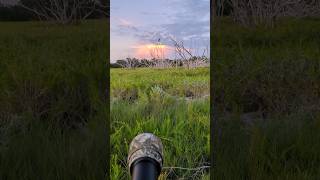 Embracing the Everglades backcountry shorts everglades [upl. by Tiebold382]