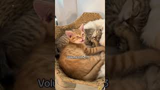 Chatty Clementine 🍊😸 cat babykittens kitten meow meowcats talkingcats orangecats foster [upl. by Doss278]